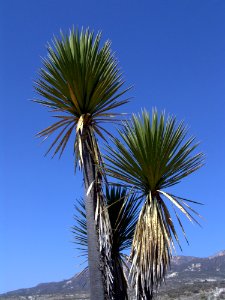 Tree Sky Borassus Flabellifer Woody Plant
