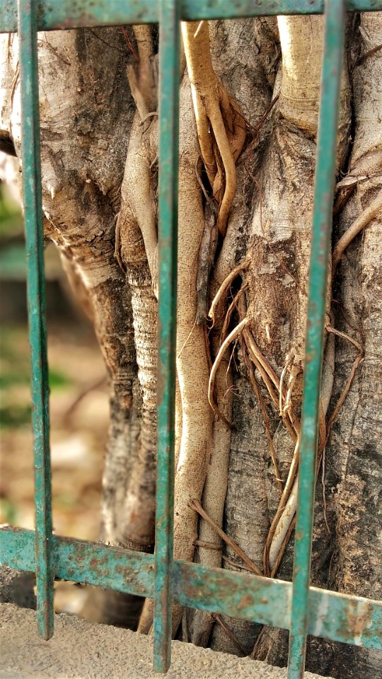Fauna Tree Zoo Trunk
