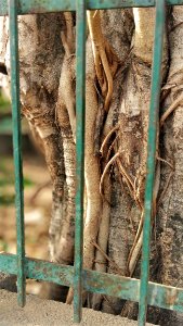 Fauna Tree Zoo Trunk