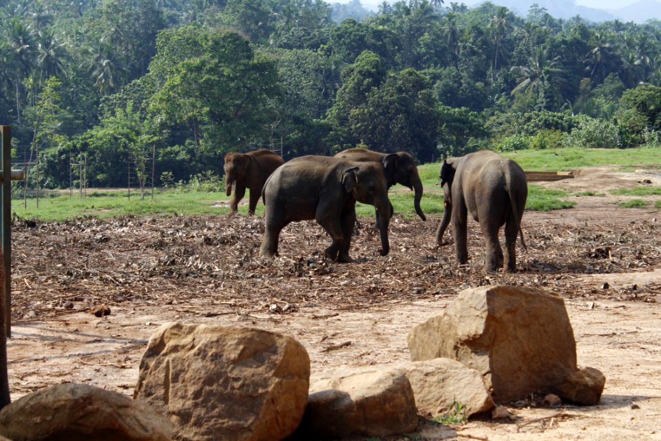 Elephants And Mammoths Elephant Wildlife Indian Elephant