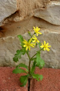 Plant Flower Flora Subshrub