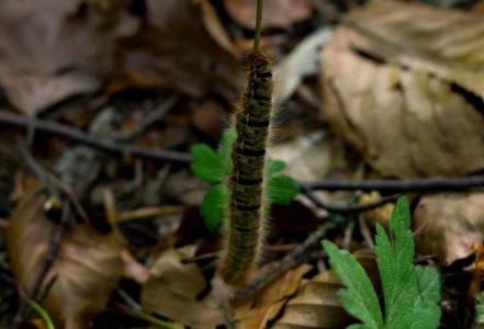 Flora Leaf Larva Caterpillar