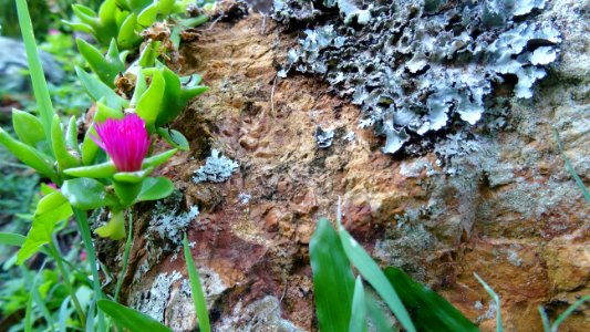 Plant Flora Vegetation Flower