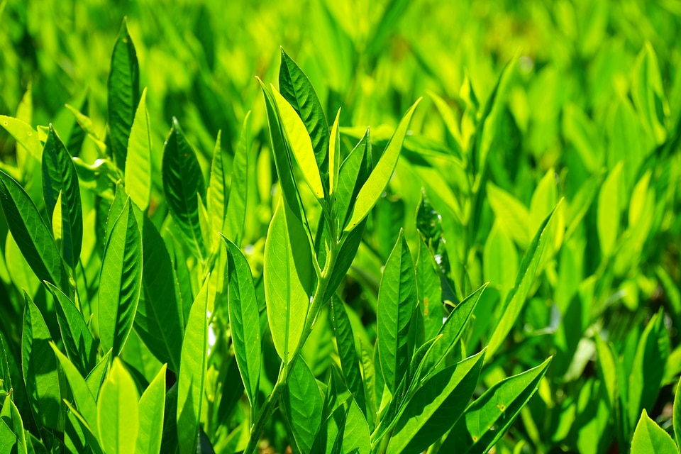 Light green shades of green bright
