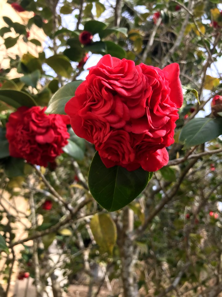 Rose Flower Plant Rose Family