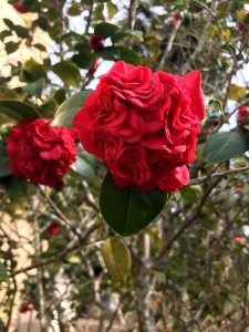 Rose Flower Plant Rose Family