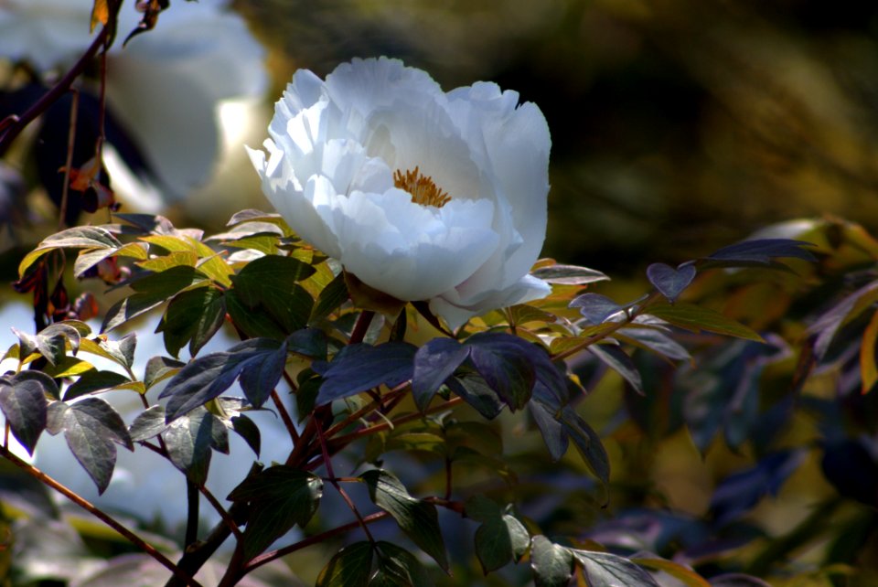 Plant Flower Flora Spring