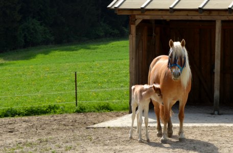 Horse Horse Like Mammal Mare Pasture