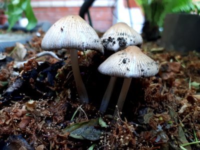 Mushroom Fungus Agaricaceae Edible Mushroom
