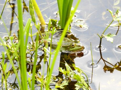 Plant Water Flora Grass