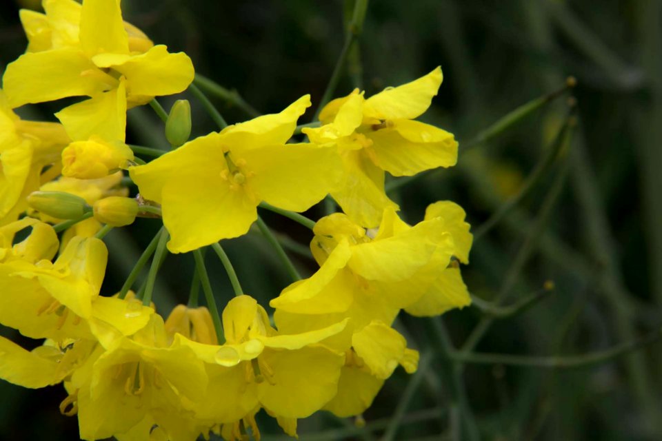 Flower Yellow Plant Flora