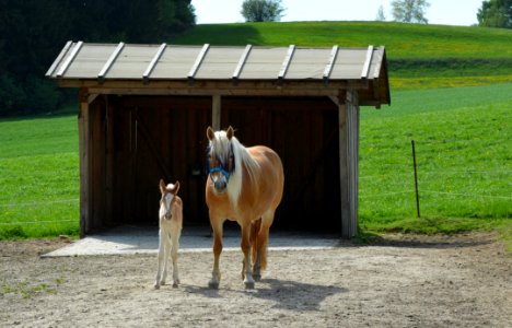 Horse Mare Pasture Foal