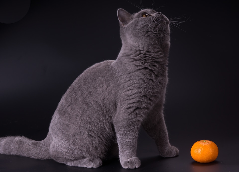 Grey kitten tangerine