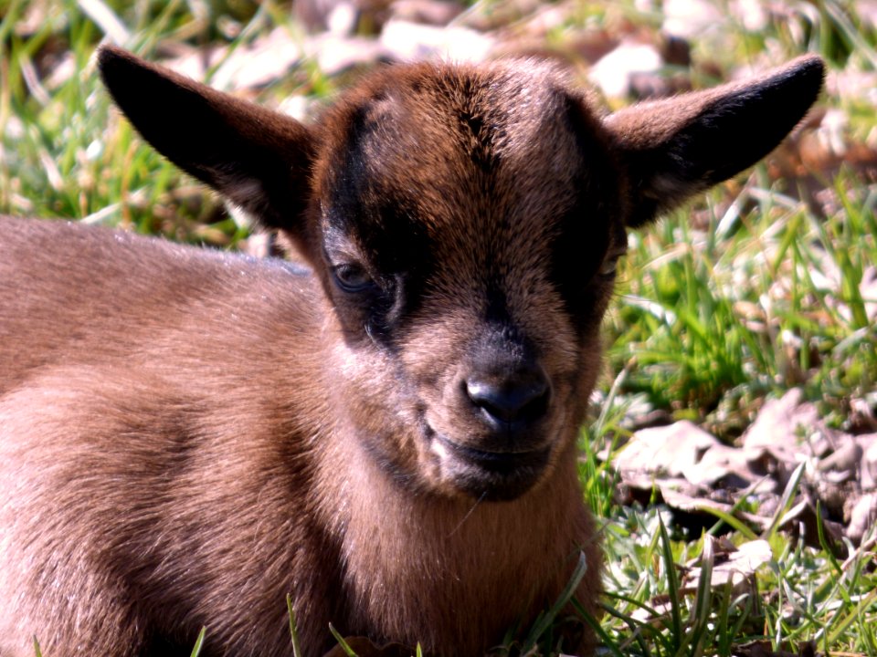 Goats Goat Fauna Wildlife photo