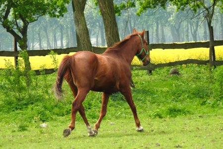 Horse Pasture Mare Stallion photo