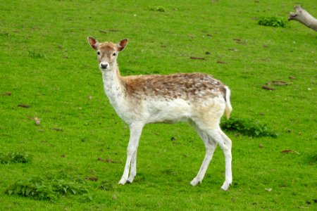 Wildlife Deer Terrestrial Animal Fauna photo