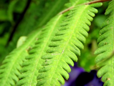 Vegetation Leaf Plant Ostrich Fern photo