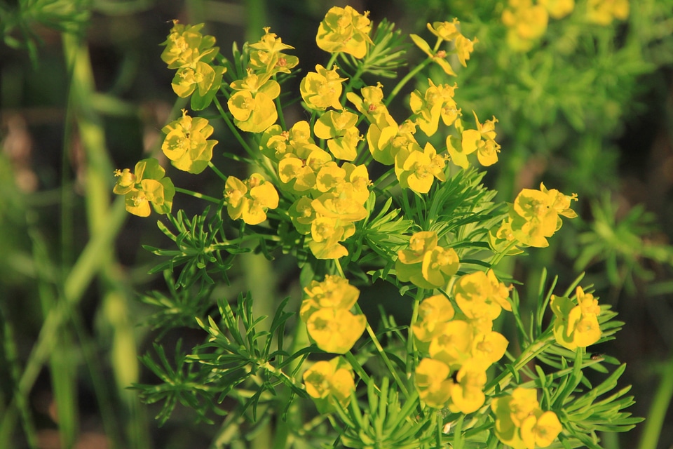 Yellow cypress euphorbia