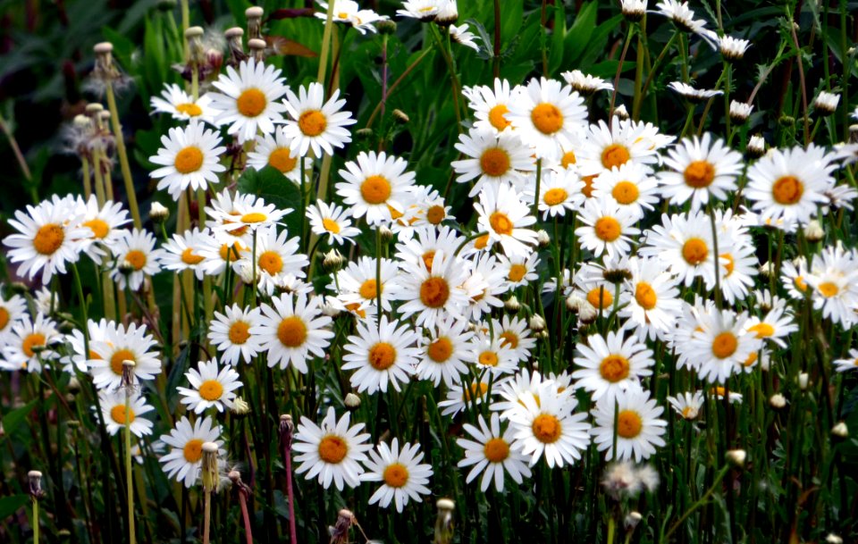 Flower Plant Oxeye Daisy Flora