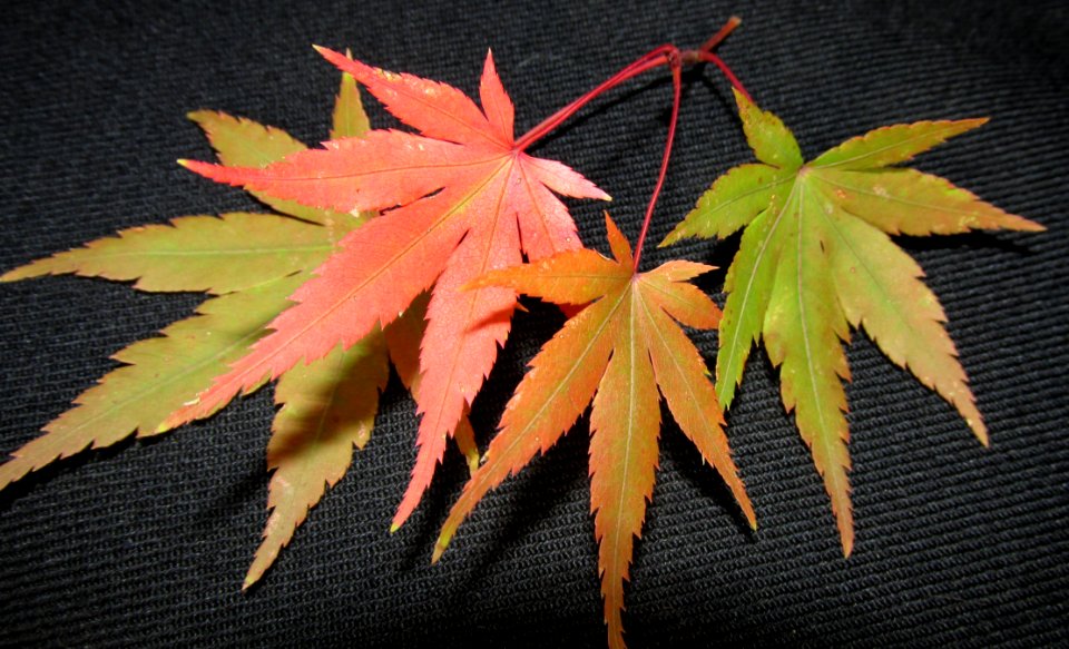 Leaf Plant Maple Leaf Tree