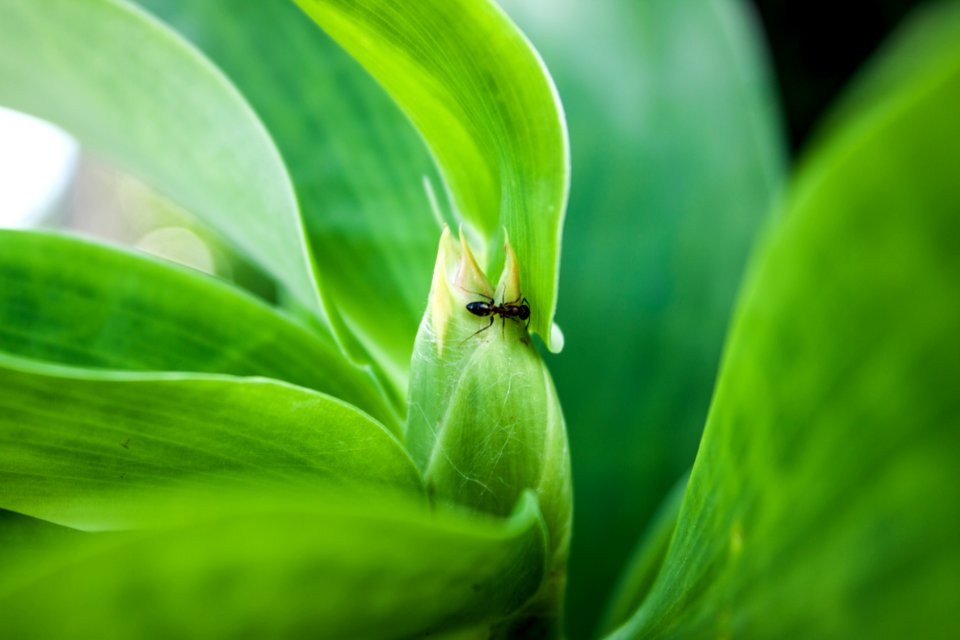 Green Leaf Vegetation Plant