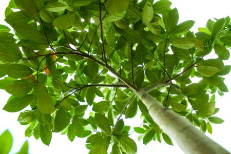 Plant Leaf Tree Branch