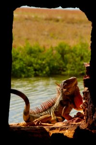 Water Wildlife Organism