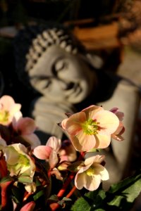 Flower Plant Flora Flower Arranging