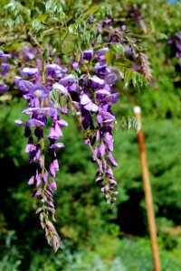 Plant Flora Flower Spring
