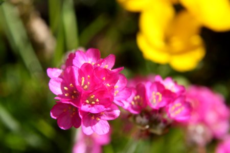 Flower Pink Flora Wildflower photo