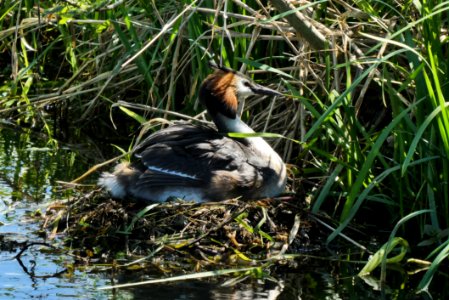 Bird Duck Fauna Ecosystem