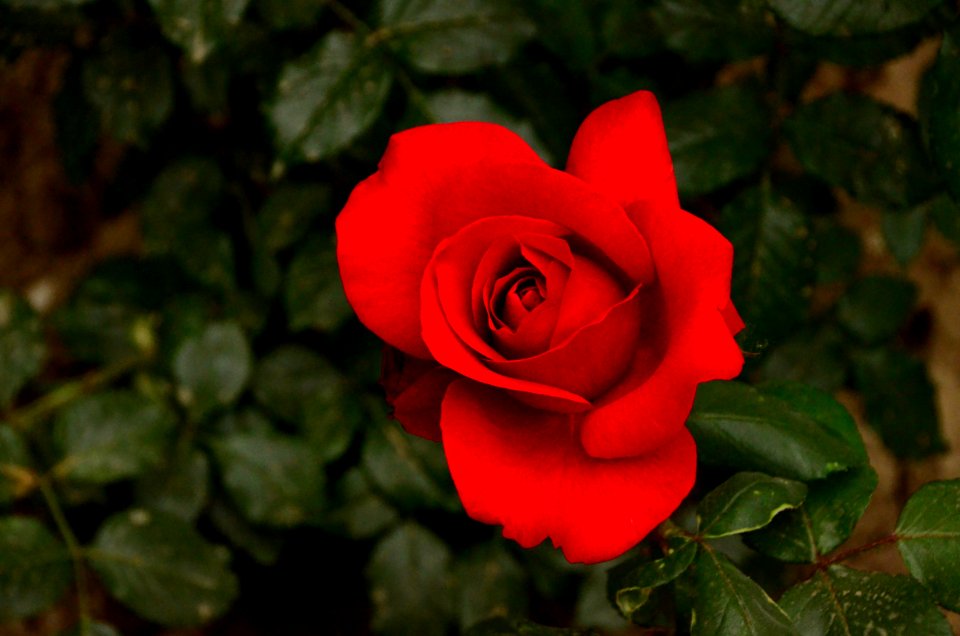 Rose Flower Rose Family Red