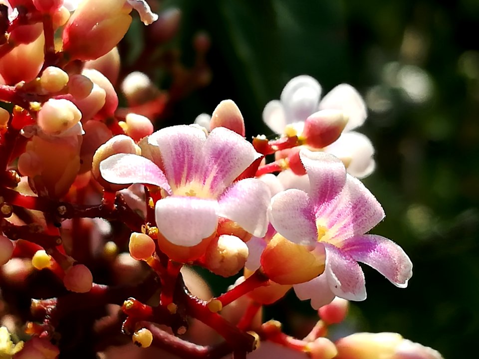 Pink Flora Plant Flower