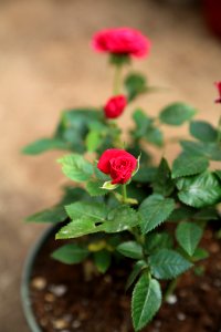 Flower Rose Family Rose Plant