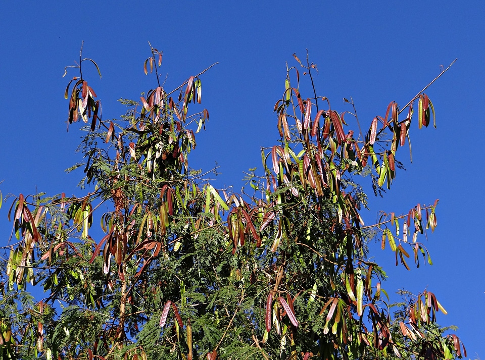 Seed pods sadhankeri india
