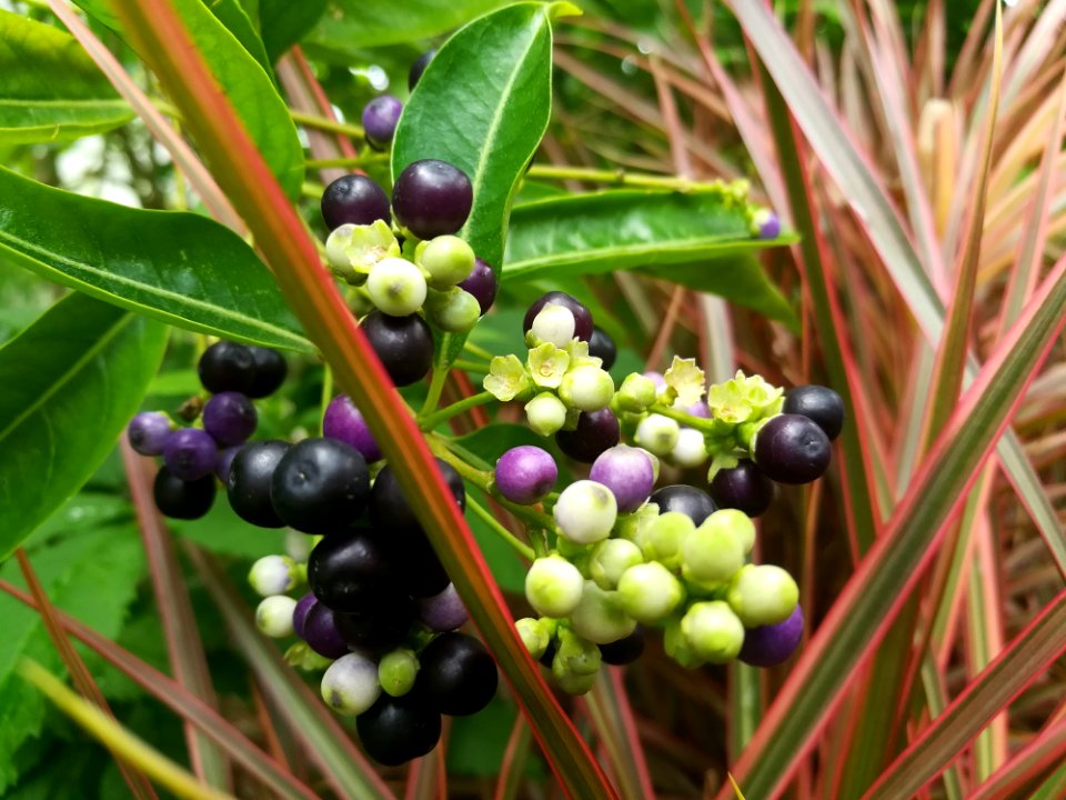 Plant Berry Fruit Blueberry