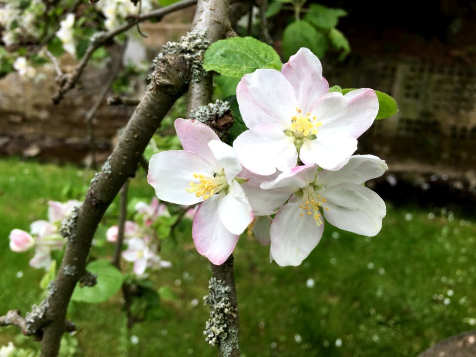 Blossom Spring Flower Flora