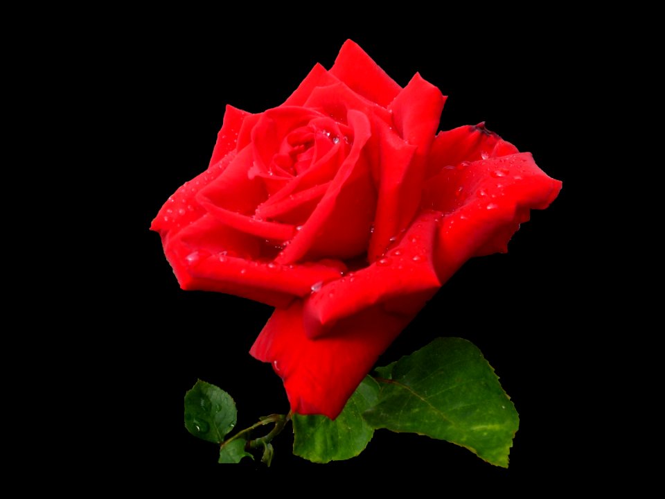 Rose Red Garden Roses Rose Family