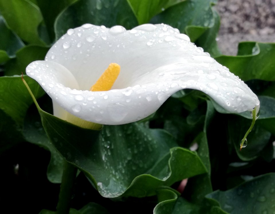 Flower Plant Arum Flora