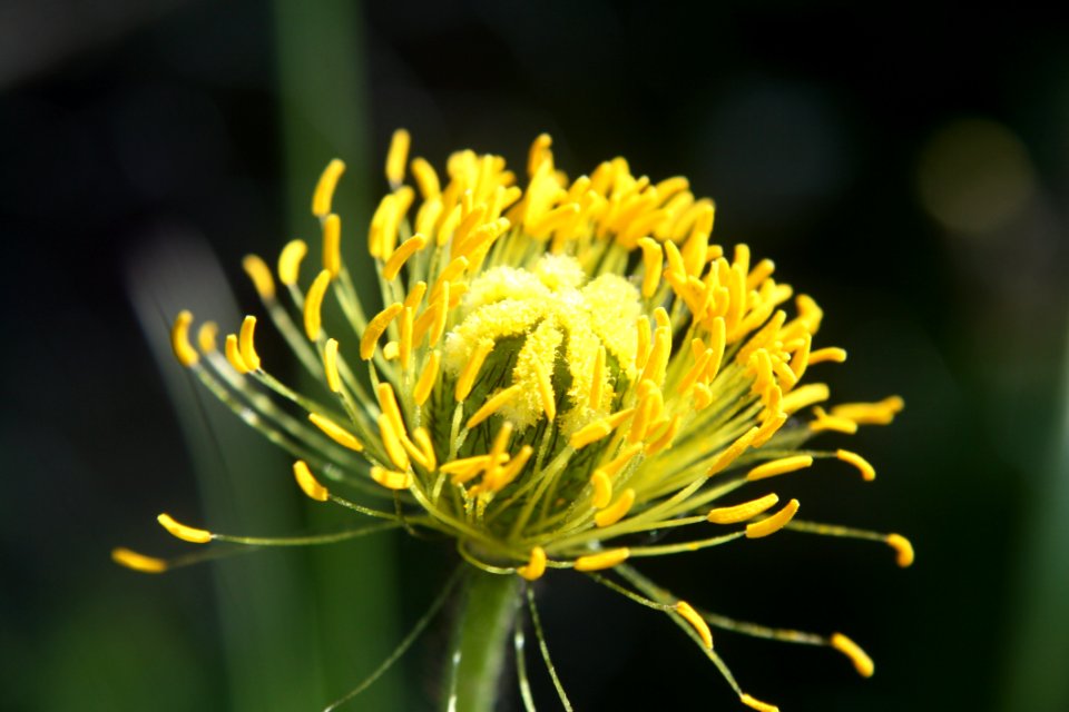 Flower Yellow Flora Plant