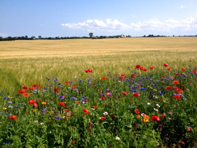 Ecosystem Field Grassland Wildflower