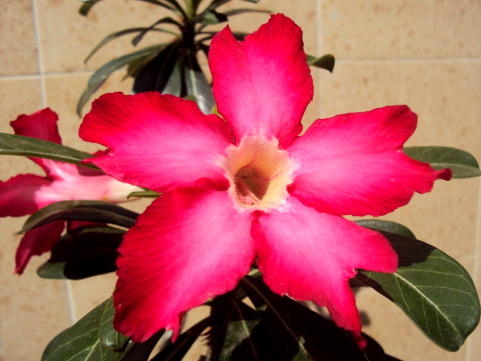 Flower Plant Pink Flowering Plant