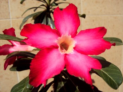 Flower Plant Pink Flowering Plant