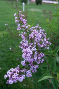 Plant Flower Lilac Flowering Plant