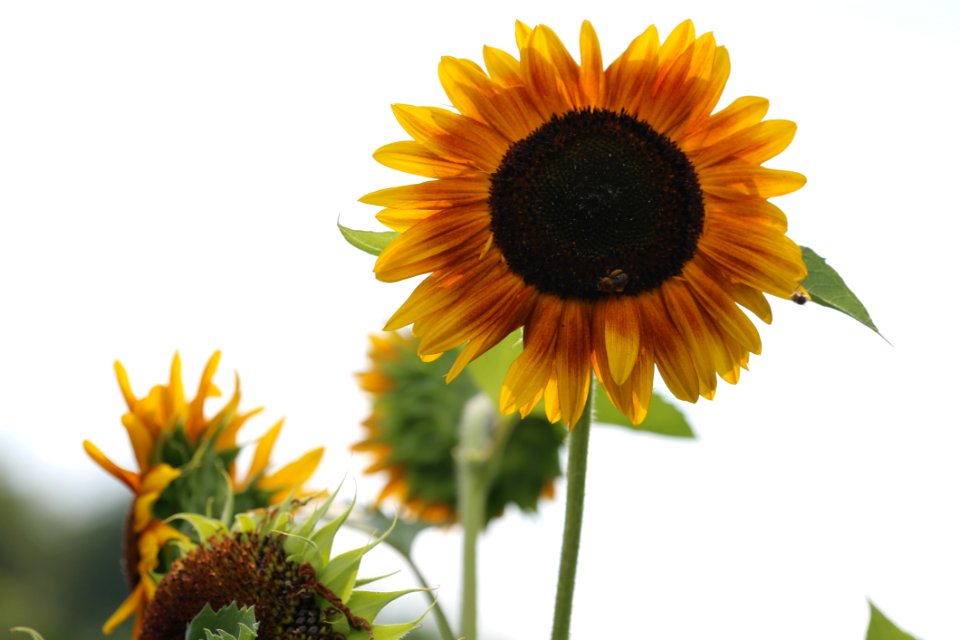 Flower Sunflower Sunflower Seed Flowering Plant
