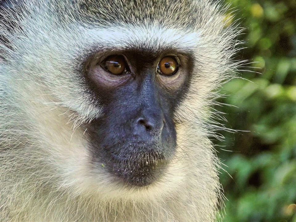 Animal hartbeespoort dam south africa