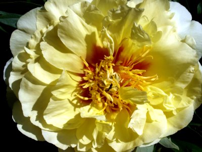 Flower Yellow Flowering Plant Peony photo