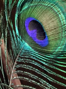 Feather Peafowl Close Up Organism