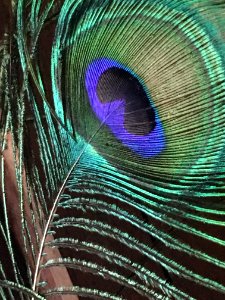 Feather Peafowl Close Up Organism photo