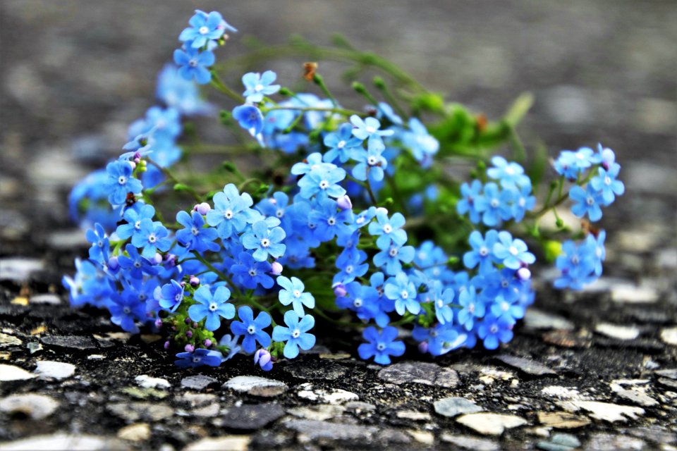 Blue Flower Plant Flowering Plant